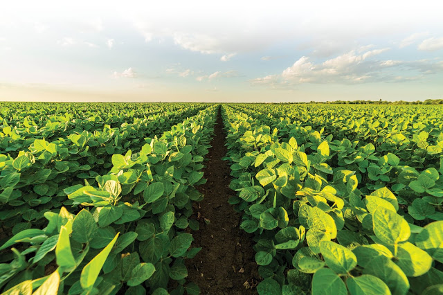 Soybean Field